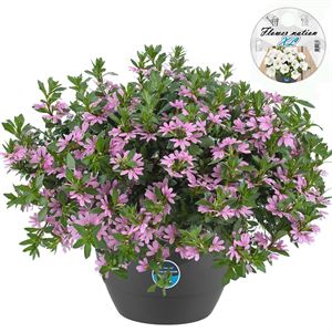 Bild von HP27 o.kl. Scaevola Pink